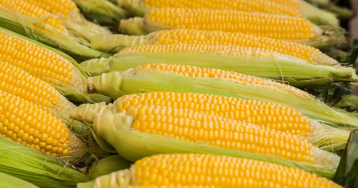 Blog Conecta.ag | Milho safrinha: veja aqui orienta&ccedil;&otilde;es pr&aacute;ticas para o seu cultivo!